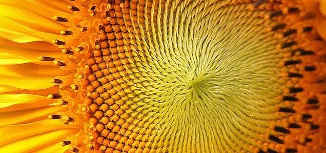 Fibonacci: Um Padrão Matemático Fascinante